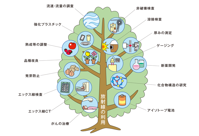 体内・食物中の自然放射性物質
