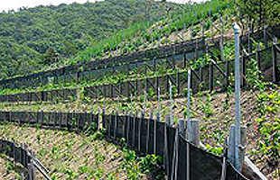 敦賀発電所3,4号機切取法面の緑化(2008年7月 植栽時)